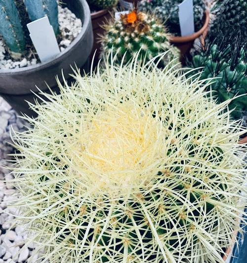 顽强生长的植物有哪些花语？它们象征着什么？