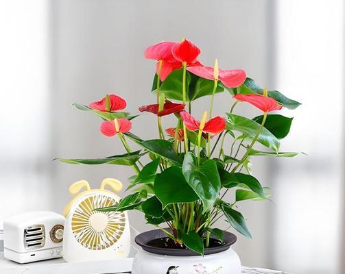 赤凤仙人球小苗如何养护管理？有哪些要点？