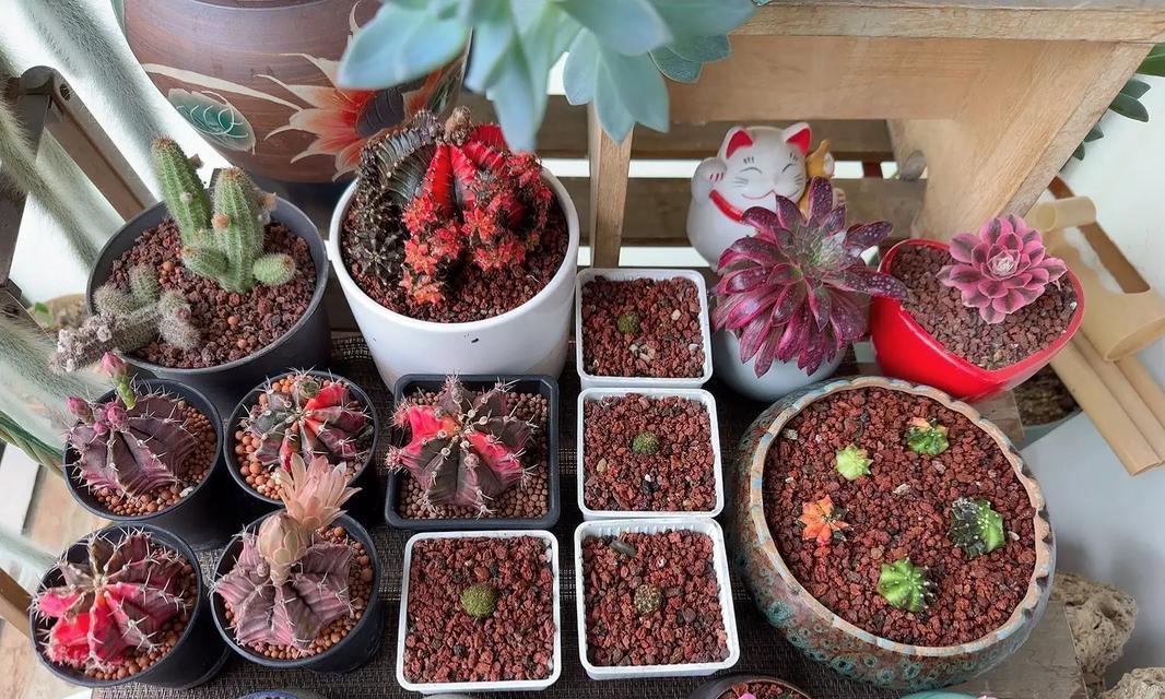 仙人球种植长得更好的秘诀是什么？