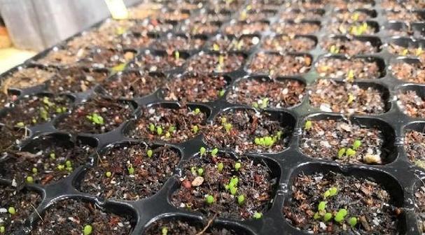 仙人球种植长得更好的秘诀是什么？