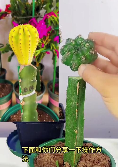 仙人球种植长得更好的秘诀是什么？