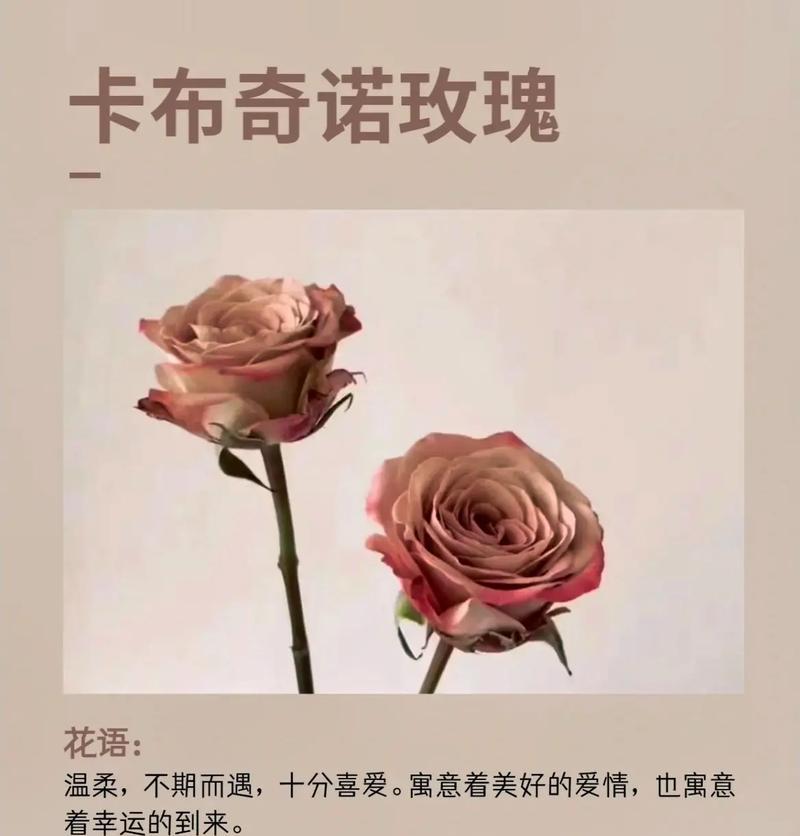 菩萨前的玫瑰花语是什么？它在宗教仪式中代表了什么？