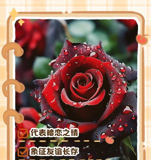 菩萨前的玫瑰花语是什么？它在宗教仪式中代表了什么？