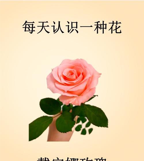 菩萨前的玫瑰花语是什么？它在宗教仪式中代表了什么？