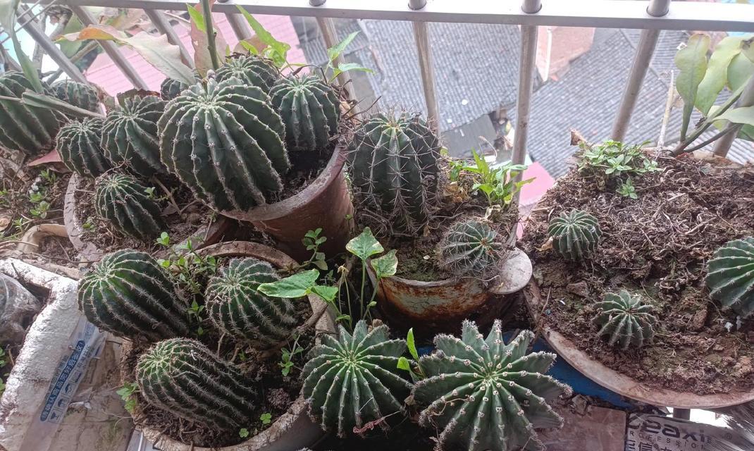 哪里可以买到专业的仙人球花盆？
