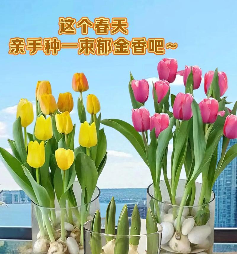 哪种花语代表了冲破束缚的希望？