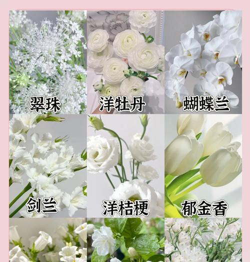 哪种花语代表了冲破束缚的希望？