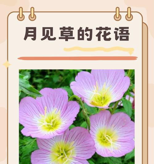 哪种花语代表了冲破束缚的希望？