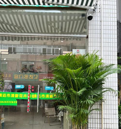 散尾花的花语和寓意是什么？