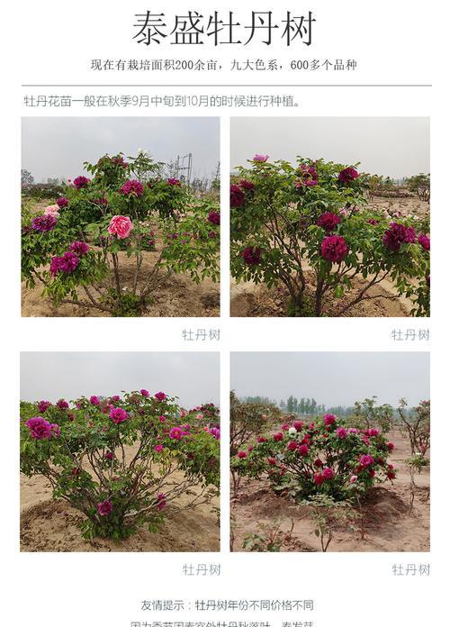 牡丹花苗子的种子如何培育？有哪些步骤？