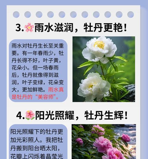 牡丹花苗子的种子如何培育？有哪些步骤？
