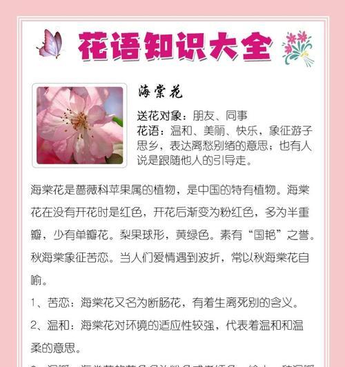 暗夜使者的花语有何含义？