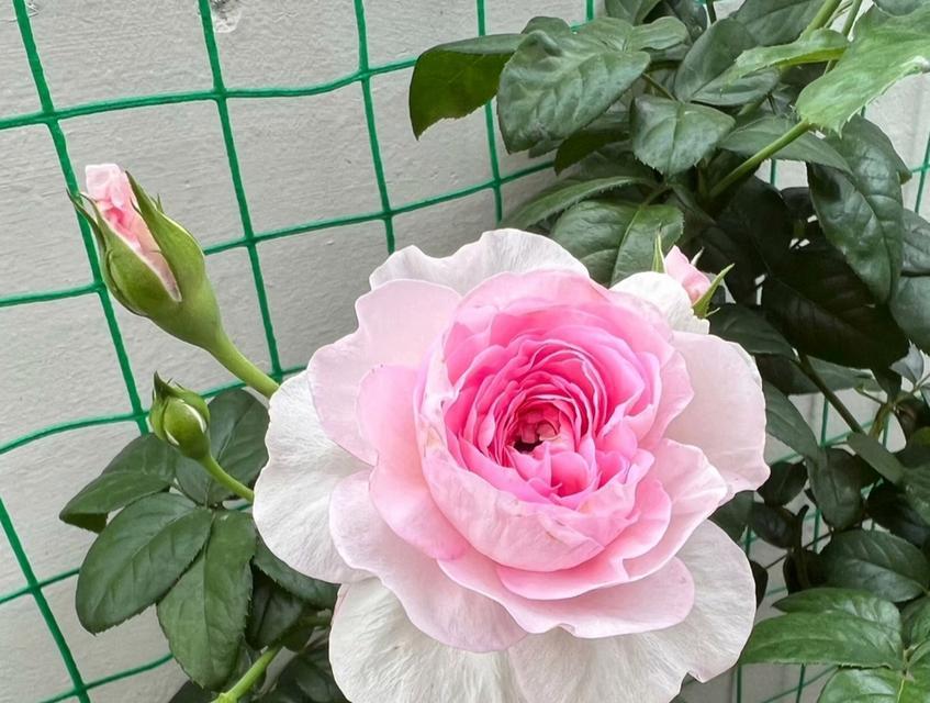 粉色花代表的浪漫花语是什么？粉色花有哪些特别含义？