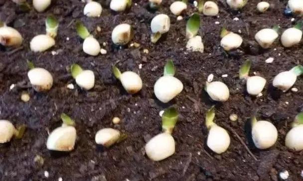 种菇土适合种植君子兰吗？具体种植方法是什么？
