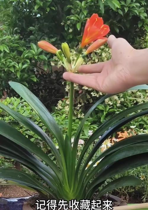 种菇土适合种植君子兰吗？具体种植方法是什么？