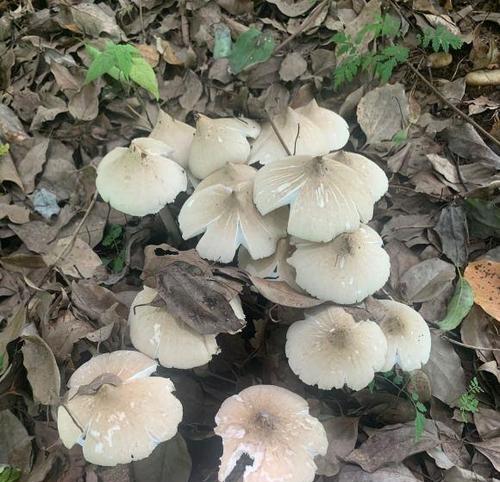 种菇土适合种植君子兰吗？具体种植方法是什么？