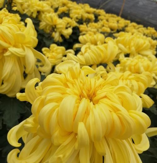 黄球花的花语代表了什么？