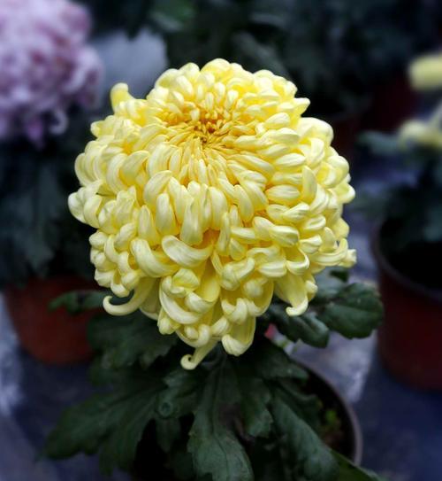 黄球花的花语代表了什么？