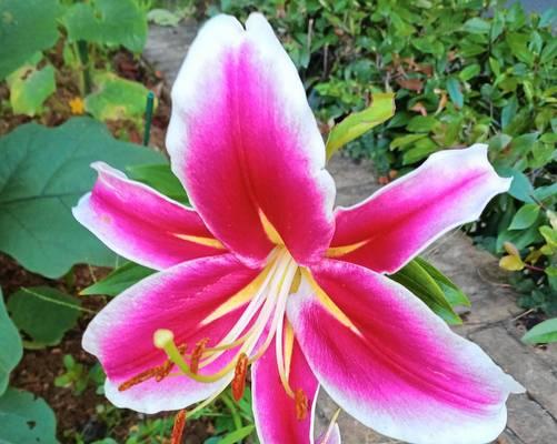 黄球花的花语代表了什么？