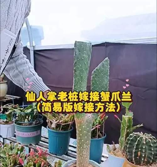 圆柱仙人掌嫁接蟹爪兰的步骤是什么？