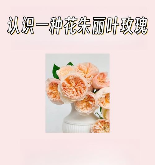 英国的花语有哪些特别之处？