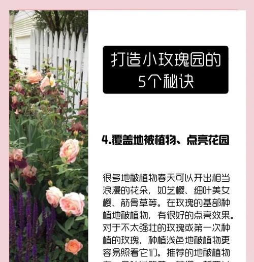 送的玫瑰花如何种植才能存活？有哪些小技巧？
