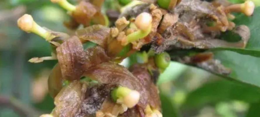 送的玫瑰花如何种植才能存活？有哪些小技巧？