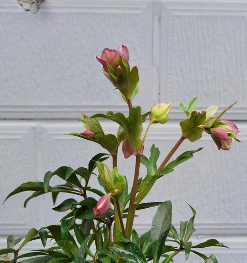 铁筷子花语有哪些特别的含义？