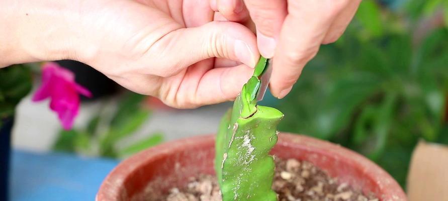 水晶玫瑰花小叶子的养护方法是什么？