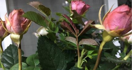 水晶玫瑰花小叶子的养护方法是什么？