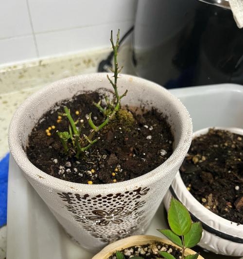 水晶玫瑰花小叶子的养护方法是什么？