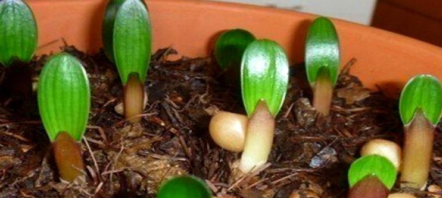 君子兰支架花盆的正确使用方法是什么？