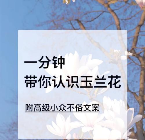象征爱情忠贞的花有哪些？它们的花语是什么？
