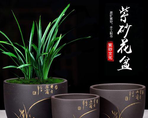 君子兰支架花盆的正确使用方法是什么？