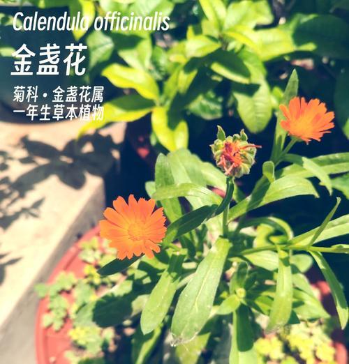 金盏花代表什么花语？