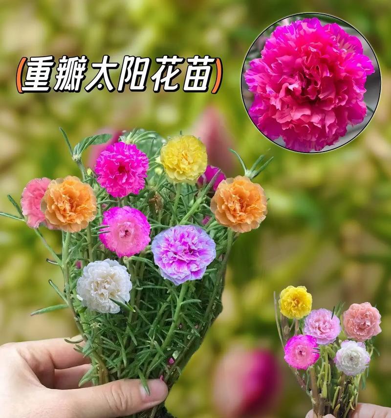太阳花型牡丹花的养殖技巧和注意事项