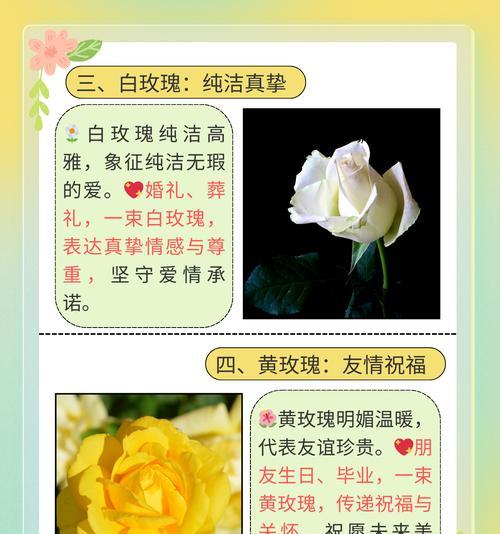 乌梅玫瑰的花语寓意是什么？