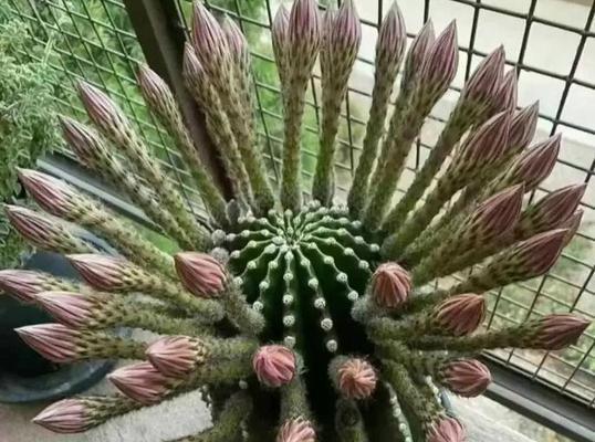 仙人掌开花后的养护管理方法是什么？