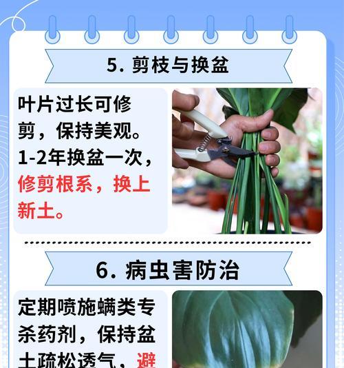 使用普通肥料对仙人掌有何影响？