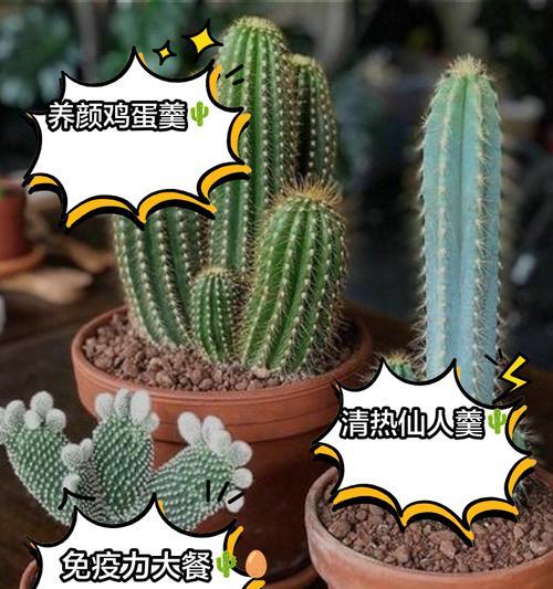 使用普通肥料对仙人掌有何影响？