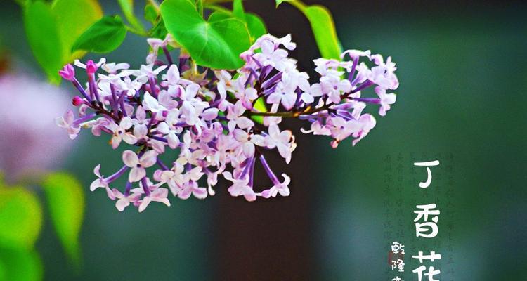 丁香花的花语起源是什么？它代表了什么？