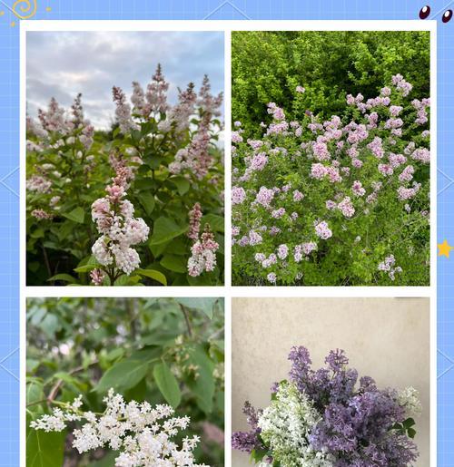 丁香花的花语起源是什么？它代表了什么？