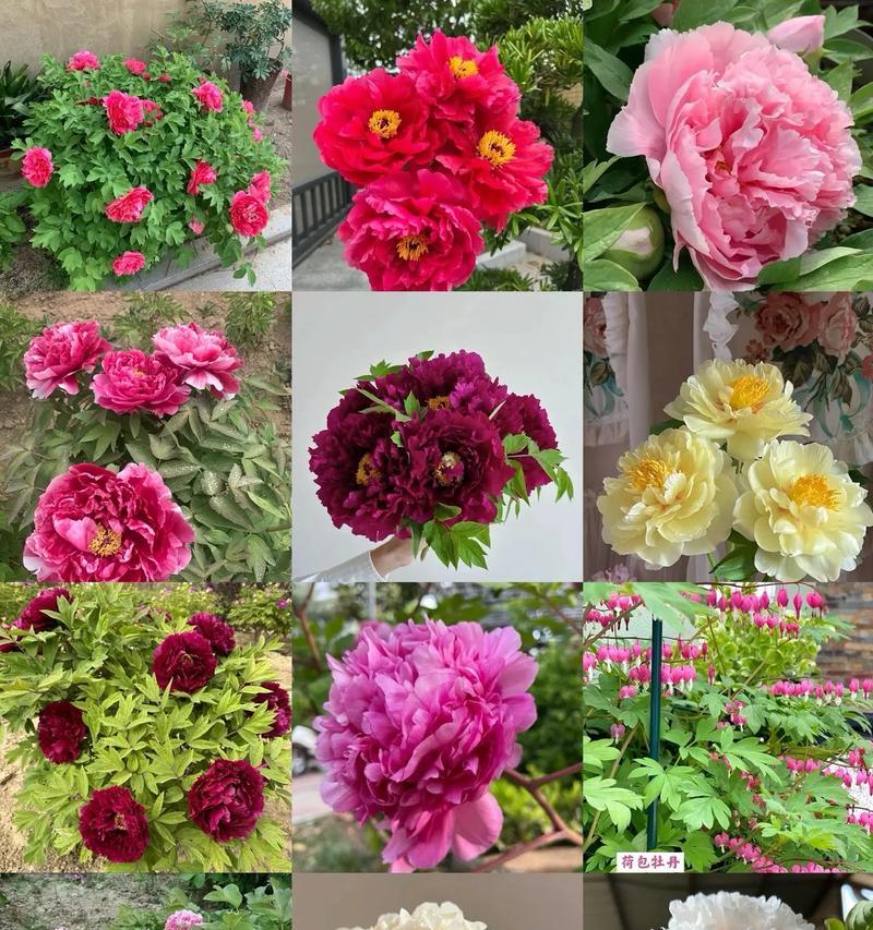 牡丹花哪种品种既好养又美观？如何照料这些牡丹花品种？