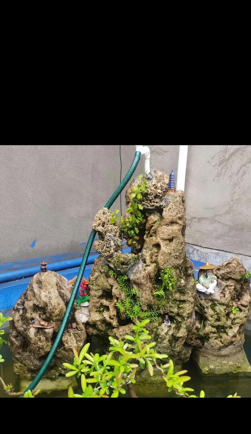 羽毛槭的花语有何寓意？