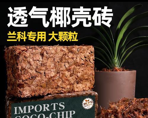 君子兰种子用椰糠育苗需要多久？