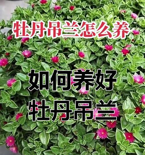 牡丹花怎么养护和施肥？养护施肥技巧有哪些？