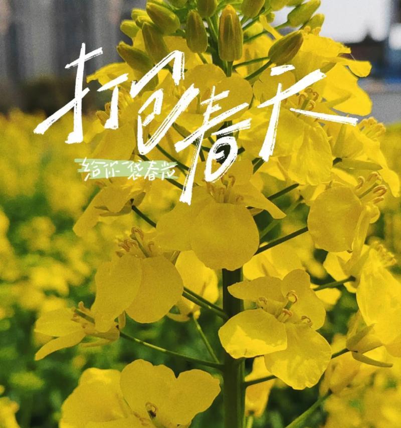 懵懂青涩爱情的花语有哪些？如何用花语表达初恋？
