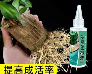 水培仙人球营养液选择与使用方法？