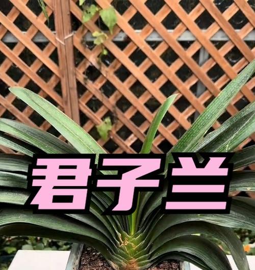 君子兰会抱仔吗怎么养？君子兰繁殖的技巧是什么？