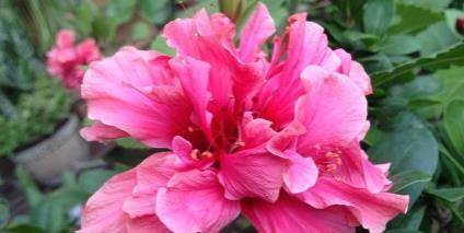 香菜姐姐玫瑰花的养护方法是什么？如何保持花色鲜艳？